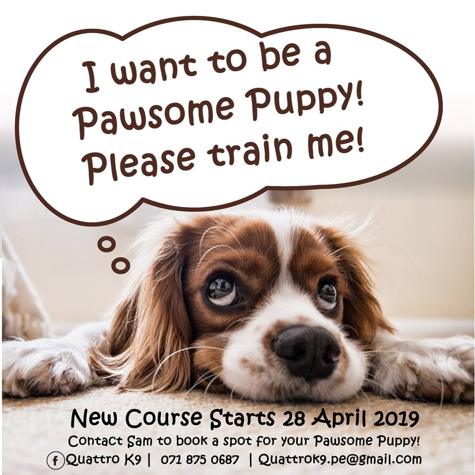 56236099 2294204617567469 2181192093232267264 n